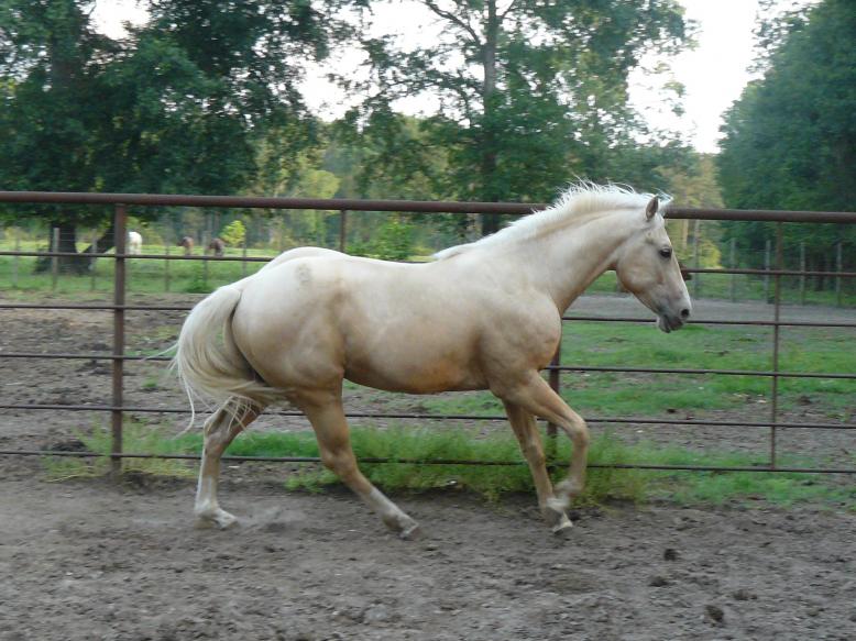 palomino stallion for sale