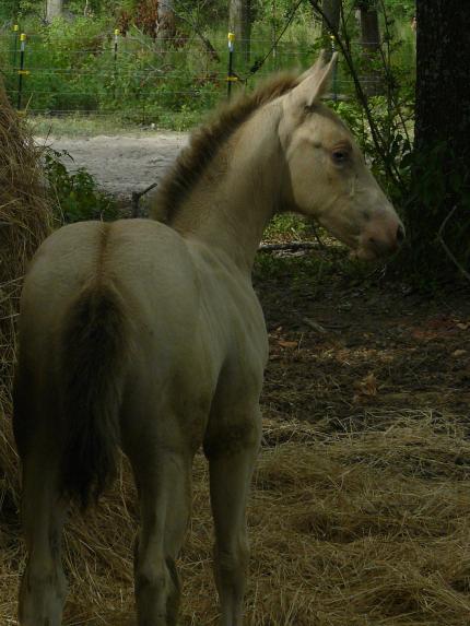 Amber Champagne foal 