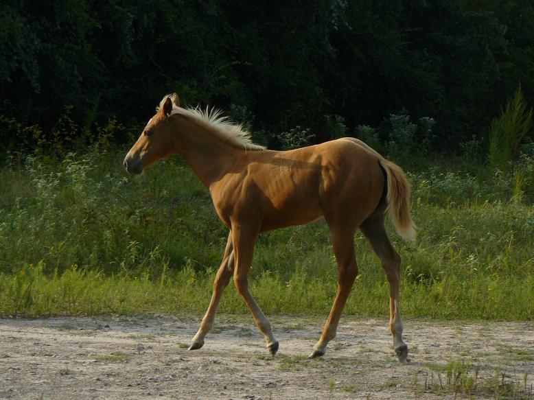 Palomino filly sired by Docs White Hot Gun Palomino filly out of our cremello stallion Docs White Hot Gun