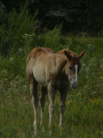 Roper 25% Two Eyed Jack 26.56% Watch Joe Jack bloodlines