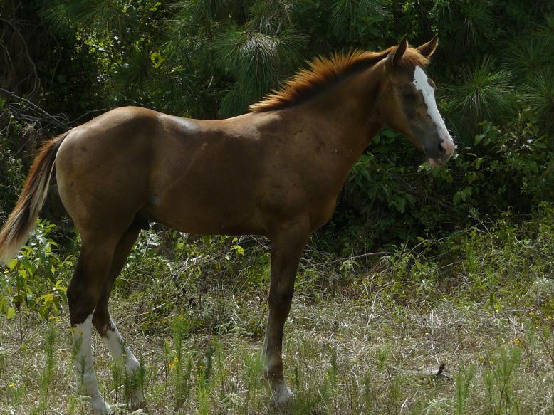 2008 Colt (LLR Badgers Pepajack x Bid Of Calico) 2008 Colt (LLR Badgers Pepajack x Bid Of Calico)