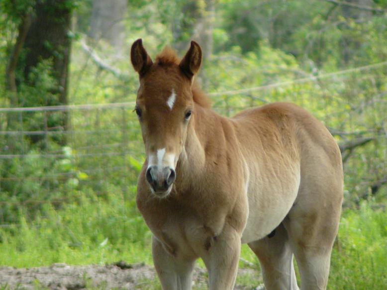 31.25% Two Eyed Jack 18.75% Watch Joe Jack 6.5% Harlan's Tyree. Grandson of Two Joe Watch and Fiddle On Jack