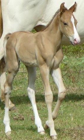 Red dun stud colt - Two Eyed Jack, Watch Joe Jack, Harlan's Tyree breeding plus Two Joe Watch, Joe Jack Honey Bar and more