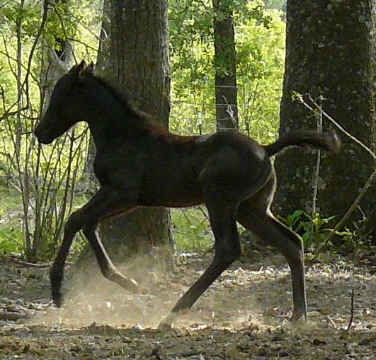Smokey black stallion running and playing.