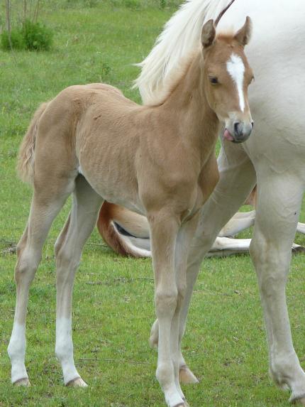 Double bred Two Eyed Jack palomino filly