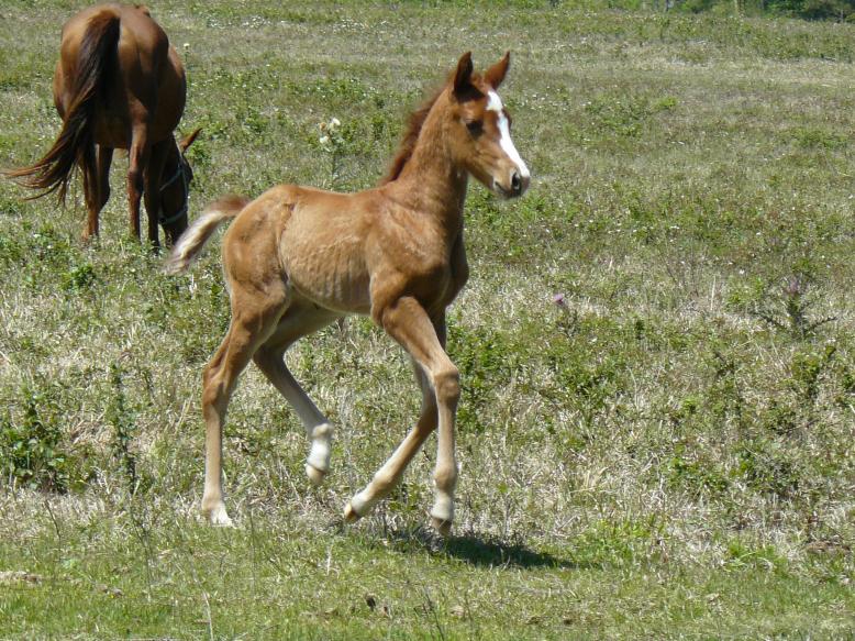 AQHA APHA double regisry eligible filly