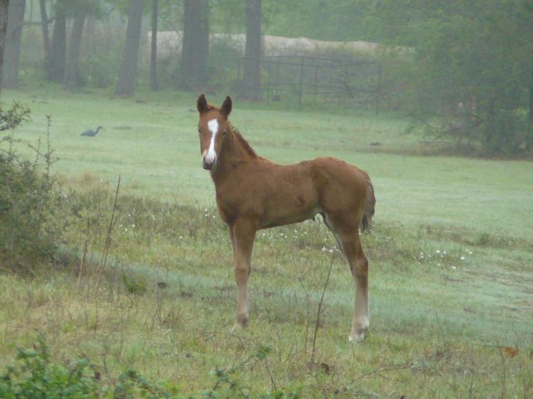 Double bred DOC BAR / HANDLEBAR DOC filly - AQHA / APHA double registry eligible