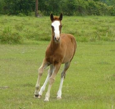 2009 AQHA APHA eligible filly by Play Little Betsy and LLR Badgers Pepajack