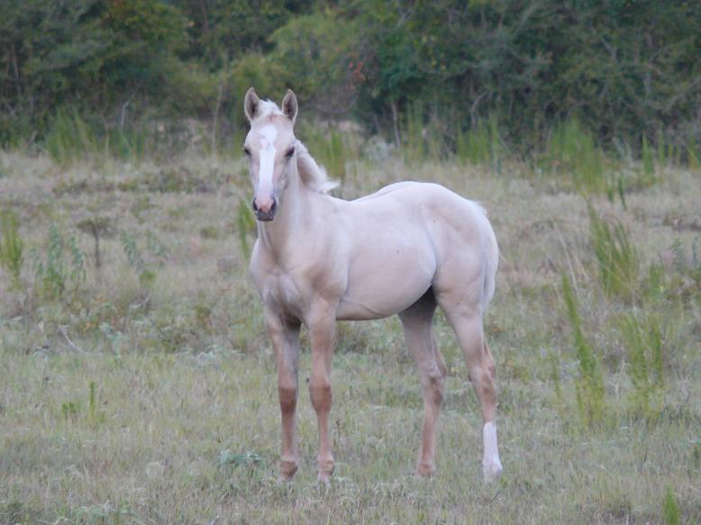 Palomino filly for sale SUGAR BARS WOOD's first foal