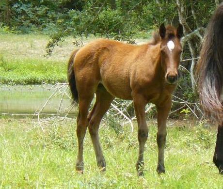 2009 Bay foal by Two Eyed Roamin Star