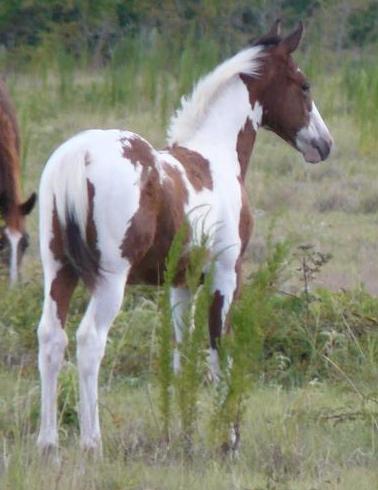 09 foal by winnie and LLR Badgers Pepajack