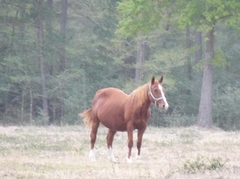 Senoritas Playboy daughter Freckles Playboy granddaughter appendix registered quarter horse mare