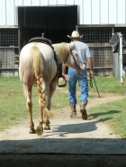Tyrees Pearly Star - perlino quarter horse stallion - 100% foundation quarter horse stallion