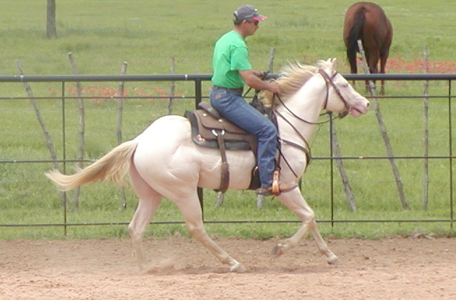 Tyrees Pearly Star with his cowhorse trainer Tom Neel Tyrees Pearly Star with his cowhorse trainer Tom Neel