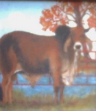 080130023808_original_art_brahman_bull
