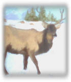080130024326_original_art_elk