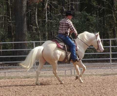 DOCS WHITE HOT GUN - AQHA Cremello Stallion SOLD - will stand in Spain, Europe