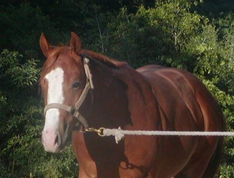 GO JOE TYREE - AQHA Sorrel Stallion