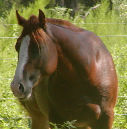 Tyrees Pearly Star - AQHA Foundation Perlino Quarter Horse Stallion