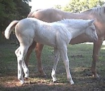 05fillyCREMELLOSugarBarsBLONDIE[1]