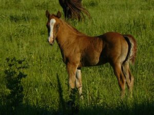 080618044136_2008foalbyzanparladyaqhapha_6-16-08_041 080618044136_2008foalbyzanparladyaqhapha_6-16-08_041