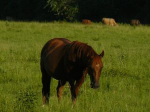 080618045151_2004_zan_z_bull_6-16-08_044 080618045151_2004_zan_z_bull_6-16-08_044