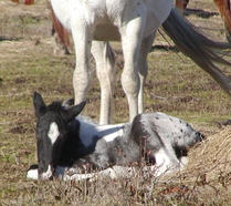 2007WinnieFoal-2007-01-07_209x 2007WinnieFoal-2007-01-07_209x
