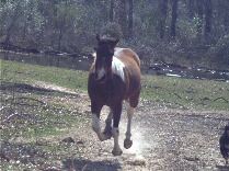 Bailey_running_3-2-06 Bailey_running_3-2-06