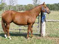 Cookie_right_side_209xopt Cookie_right_side_209xopt