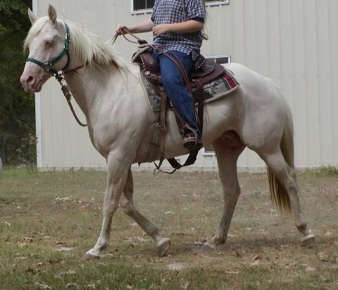 Fiddlers_Checkon_Doc_riding_2006-08-27_480xopt Fiddlers_Checkon_Doc_riding_2006-08-27_480xopt