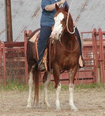 LLR_BADGERS_PEPAJACK-2006-03-31_209x LLR_BADGERS_PEPAJACK-2006-03-31_209x