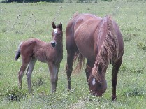 ZanParLadyandfilly-2007-05-06_209x