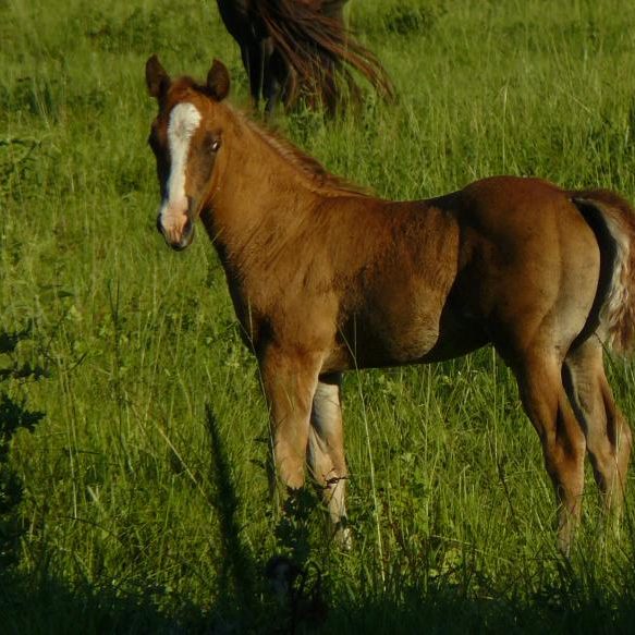 080618044136_2008foalbyzanparladyaqhapha_6-16-08_041 080618044136_2008foalbyzanparladyaqhapha_6-16-08_041